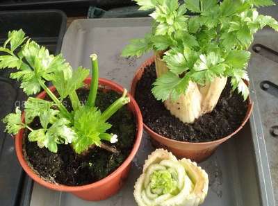 Выращивание сельдерея из семян