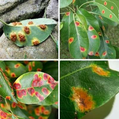 Чем лечить ржавчину на листьях груши: как бороться с болезнью, чем опрыскивать