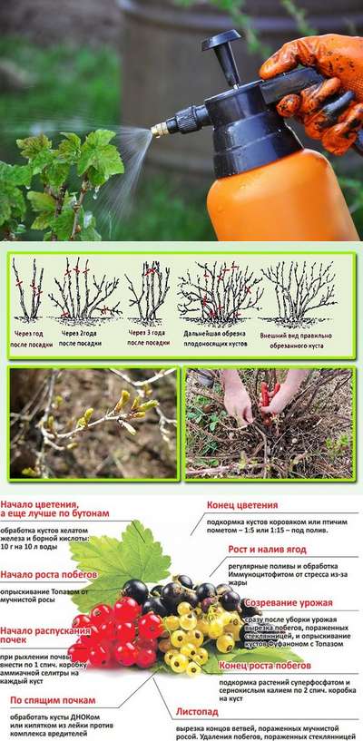 Подкормка весной смородины и крыжовника