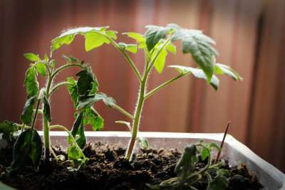 Черная ножка у рассады томатов: симптомы и лечение