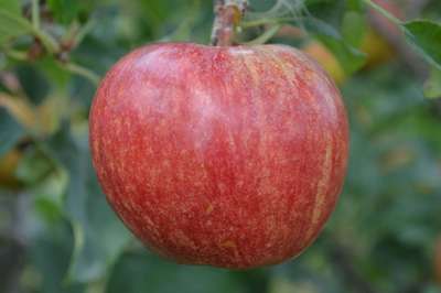 Яблоня сорта Чемпион: описание, разновидности и посадка