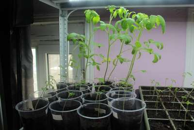 Рассада помидор сильно вытянулась и очень тонкая