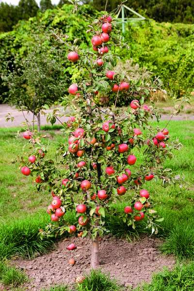 Карликовые яблони: особенности, лучшие сорта и уход