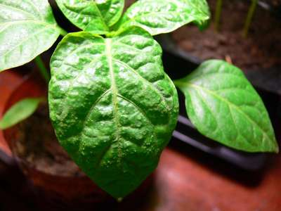 Болезни рассады перцев и их лечение