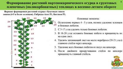 Правила и инструкция по посадке огурцов в теплице