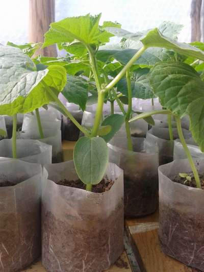 Как вырастить рассаду огурцов в домашних условиях для теплицы?