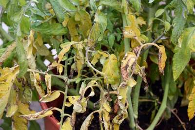 Желтеют и опадают листья у рассады помидор: причины и меры борьбы
