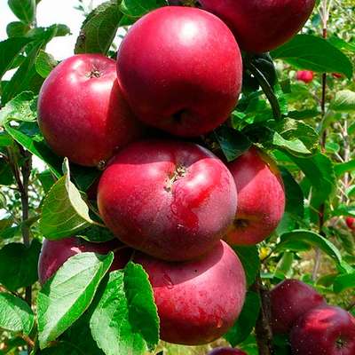 Яблоня Спартан: описание сорта, плюсы и минусы