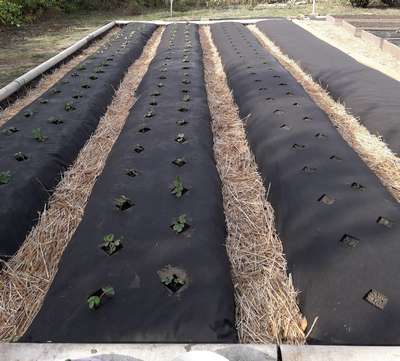 Способы посадки клубники весной