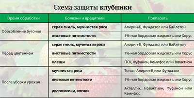 Чем обработать клубнику весной от болезней и вредителей?