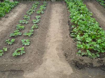 Как правильно рассаживать клубнику?