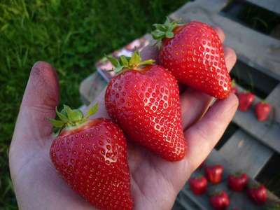 Клубника сорта Альба