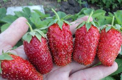 Самые лучшие сорта клубники