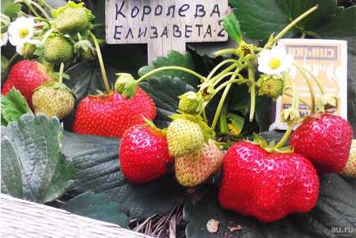 Урожайная клубника Королева Елизавета-2