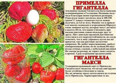 Крупная клубника Гигантелла: описание сорта, выращивание и уход