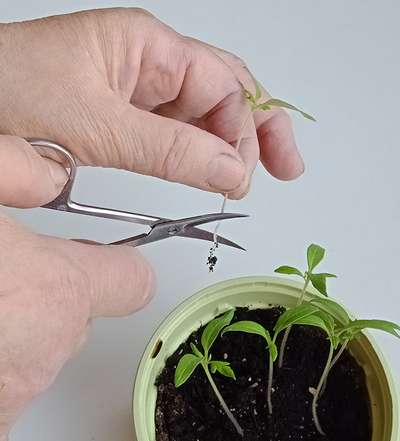 Пикировка томатов: что такое и как проводится?