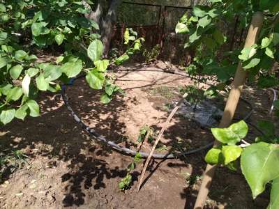 Когда, и как пересадить яблоню на новое место?