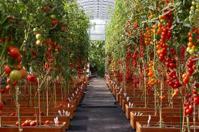 Как вырастить помидоры в теплице
