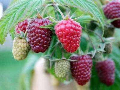 Ремонтантная малина Полка (Полька)