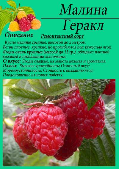 Малина Геpaкл: описание сорта, выращивание и уход
