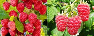 Сорта ремонтантной малины для Подмосковья
