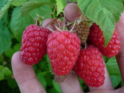 Малина Полана: описание сорта, урожайность и посадка