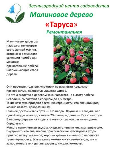 Малиновое дерево Таруса: описание и выращивание