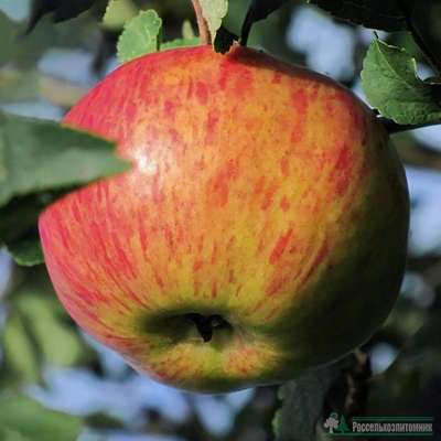 Сорт яблони Медуница