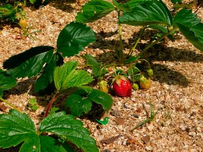 Мульчирование клубники: правила и особенности проведения