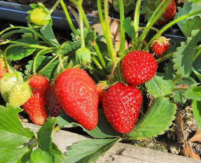 Клубника Хоней: описание сорта, урожайность и уход