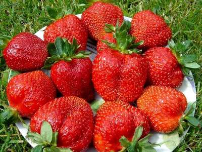 Урожайная клубника Королева Елизавета-2