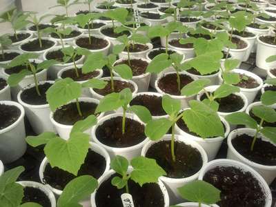 Как вырастить рассаду огурцов в домашних условиях?