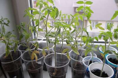 Почему плохо растет рассада помидор и что делать?