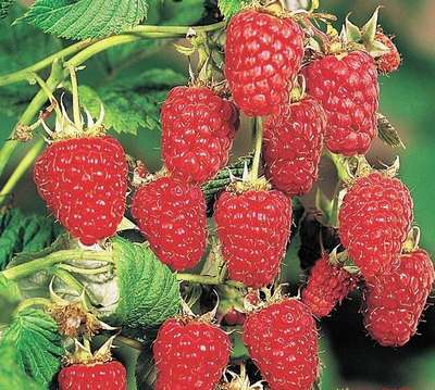 Ремонтантная малина Карамелька