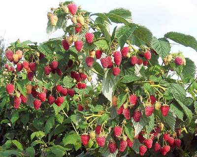 Штамбовая малина Таруса