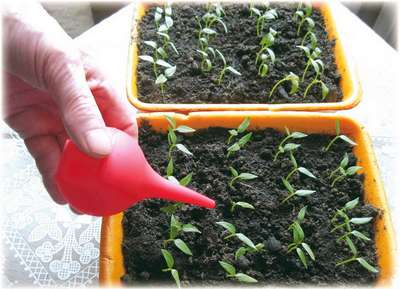 Посадка и правильный уход за рассадой перцев