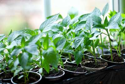 Как вырастить рассаду перца в домашних условиях?