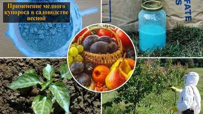 Медный купорос в садоводстве