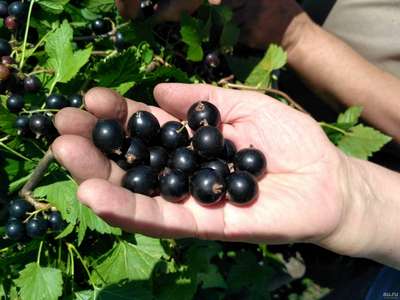 Самые лучшие сорта черной смородины