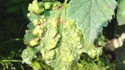 Болезни и вредители белой смородины