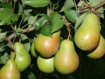 Сорт груши Чижовская