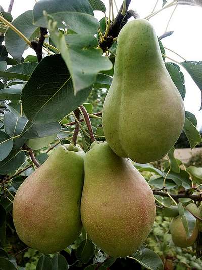 Самые лучшие сорта груш для Подмосковья
