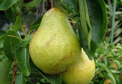 Сорт груши Вильямс