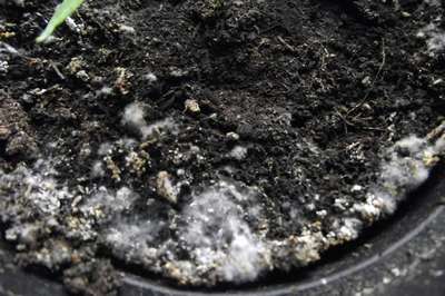 Как избавиться от плесени на рассаде?