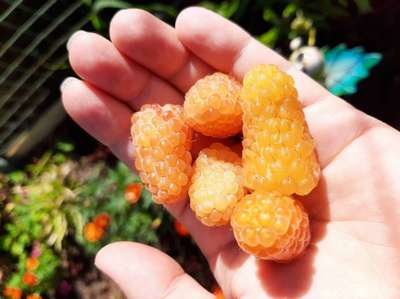 Сорт малины Желтый Гигант