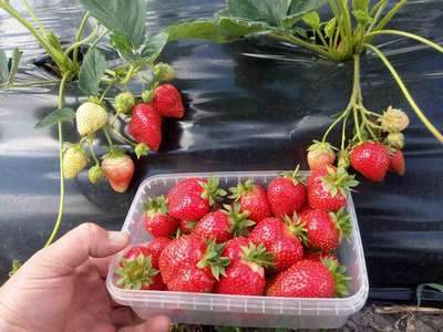 Клубника Азия: описание сорта, особенности выращивания и ухода