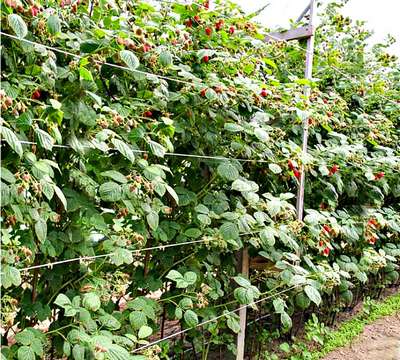 Как правильно подвязать малину?