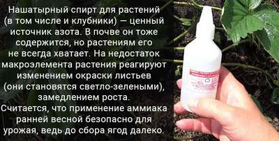 Как подкормить клубнику нашатырным спиртом весной?