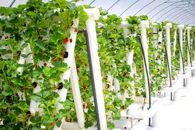 Как вырастить клубнику в трубах ПВХ вертикально?