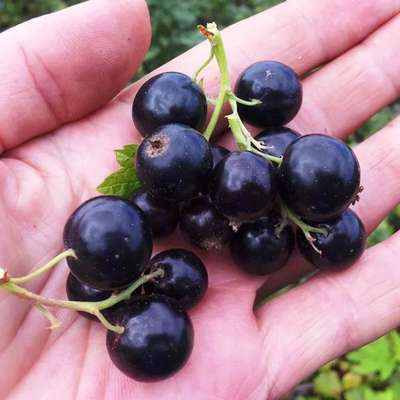 Черная смородина «Геркулес»: описание сорта